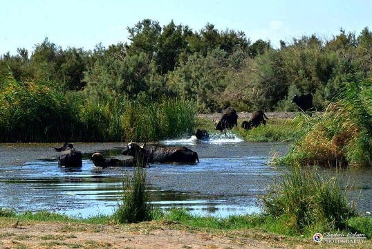 Water Buffalo Trail