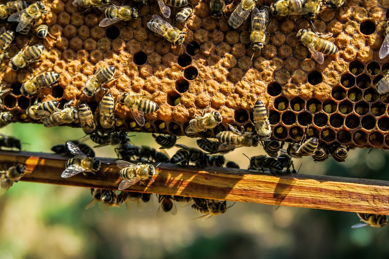 Beekeeping Experience