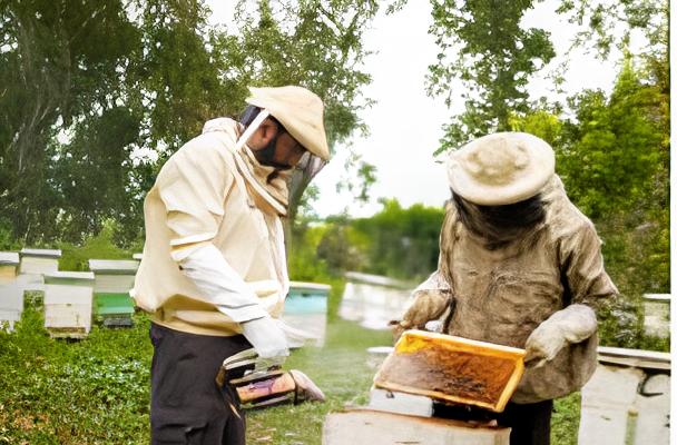 Beekeeping and Honey Harvesting